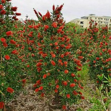 203�������l ���� 1.5-1.7�׸� Ӳ֦�tǧ�� ���� ���~�tǧ�� ����