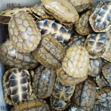 ��������ך���Ȼ�����������דu�����Ը��װѼ�������������ռ