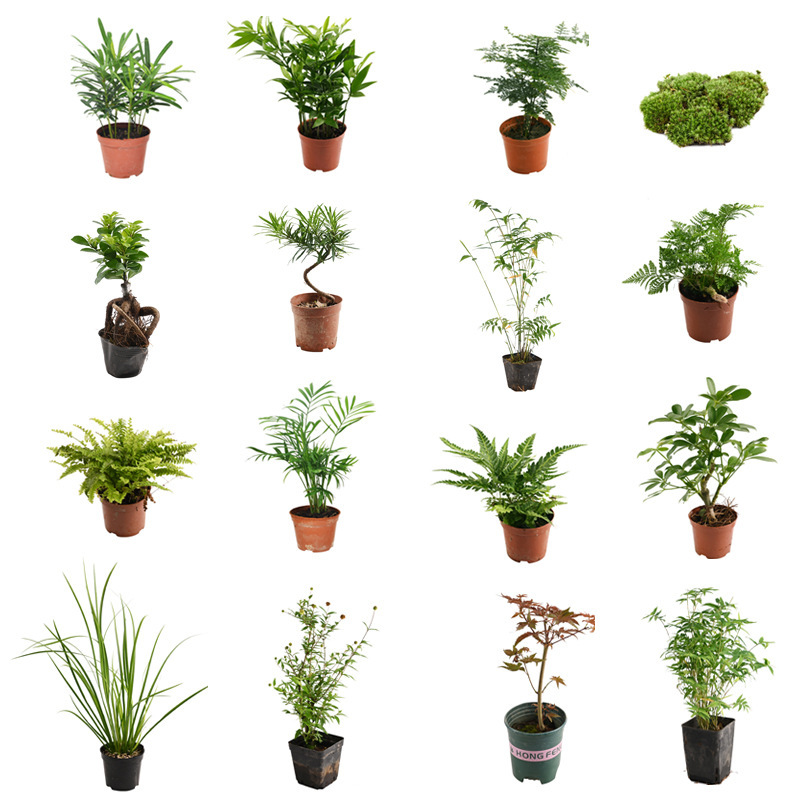 Special Tank for Yellow-Edged Turtles, Real Plants for Landscaping, Semi-Aquatic Turtle Climbing Pet Breeding Box, Ecological Environment, Green Plant Package ml