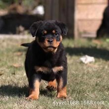 批发罗威纳活体幼犬活体狗狗军警犬护卫犬搜救犬缉毒犬防暴犬宠物