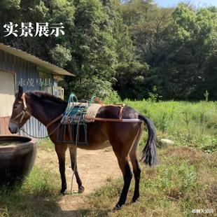 �R���R�g�Rƥ�R�\�^�R�����R���|���Rβ���Rβ���Rβ���R�؎�ǰ��