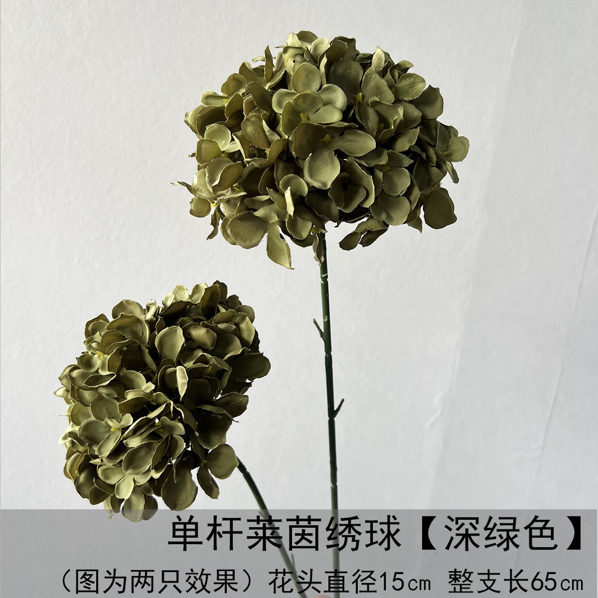 Hortensia Rheinland de un solo tiro - verde oscuro