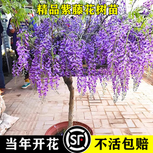 һ�����l���ٻ����ļ���������ֲ���̨����ͥԺ��Ԯ�����S���ͺ�