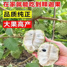 �P����ȹ������ɏ��ˮ������ţ�̷���֦�����Ϸ�ͥԺ�Nֲ���ļ�