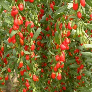Red Wolfberry Saplings Are Planted in the South and North in All Seasons, Potted Plants Are Planted in the Ground, Black Wolfberry Seedlings Bear Fruit in the Same Year, Fruit Trees and Vines