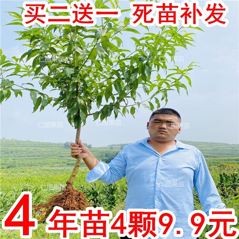 嫁接桃树苗水蜜桃锦绣黄桃苗血桃黑桃苗南方北方种植蟠桃油桃果苗