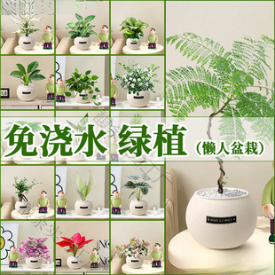 �Gֲ�҃�С��������G�}�׻��ļ��m�ϑ����B�Ļ�����ȩֲ���׃��@