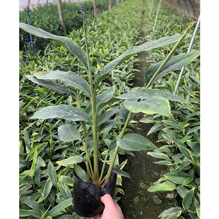 ���~�������� ���~�Gɽ�� �@�־G����ľ�������� ��ľ�ر�ֲ��