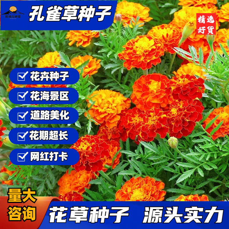 孔雀草种子耐寒四季播种开花庭院景观花卉花海花草易活万寿菊种籽