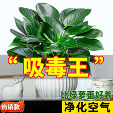 �������ֲ���K��荾G�}�jˮ����~�Gֲ�����k���҃ȑ��˺��B����