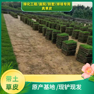 Turf Real Lawn with Soil Manila Trample Type Garden Courtyard Greening Turf Greening Project Lawn