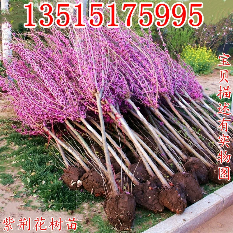 Двор декоративная инженерия Озеленение саженцев Саженцы баухинии Саженцы деревьев Один ствол Баухиния, полная красных кустарников Высокий столб