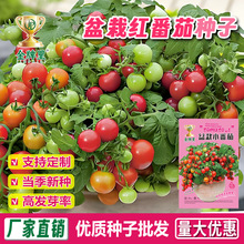 ����С���ѷN���r��ˈ@�̨�����������С�A�t���Ѽt�}Ů���N��