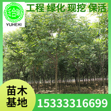 ������Sɽ������ͥԺ�G����ľ�е����L����ռ�ز��w�������l