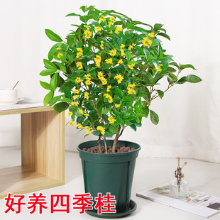 �𻨘��������҃���ɷNֲ�ļ����_������ͥԺ�̨��ֲ����㻨��