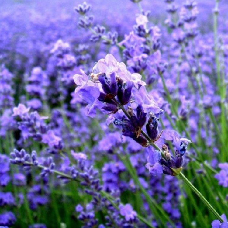 薰衣草洗衣液香精