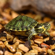 深水龟纯种黄耳龟苗小乌龟活物鱼缸混养观赏宠物龟吃粪龟清洁缸龟