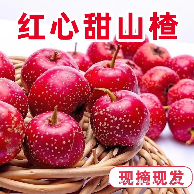 新鲜山楂鲜果甜红子甜口小山楂水果山楂冰糖葫芦大金星山里红批发