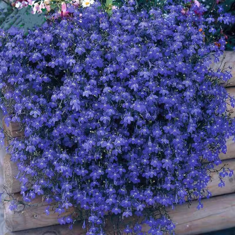 Semillas de flores, semillas de flores.