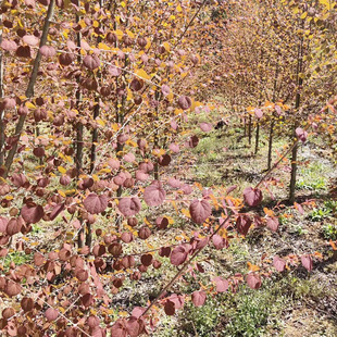 Base Wholesale Authentic Fragrant Saplings Japanese Fragrant Saplings Greening Seedlings Colorful Leaves Aromatic Seedlings