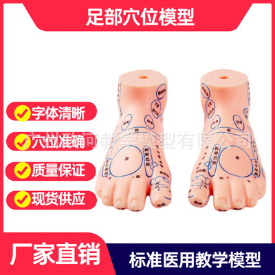 足模型足部按摩模型足部反射区脚模型经络通脚模穴位足部按摩|ms