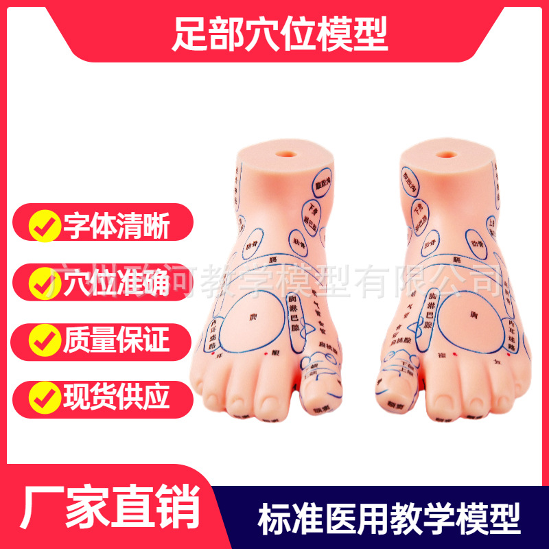 足模型足部按摩模型足部反射区脚模型经络通脚模穴位足部按摩|ms