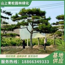 出售赤松盆景 園林景觀綠化樹苗 造型多樣赤松盆景