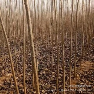 荒山造林意杨小苗 白杨树树苗 速生杨107树苗 无絮杨品种规格齐全-阿里巴巴