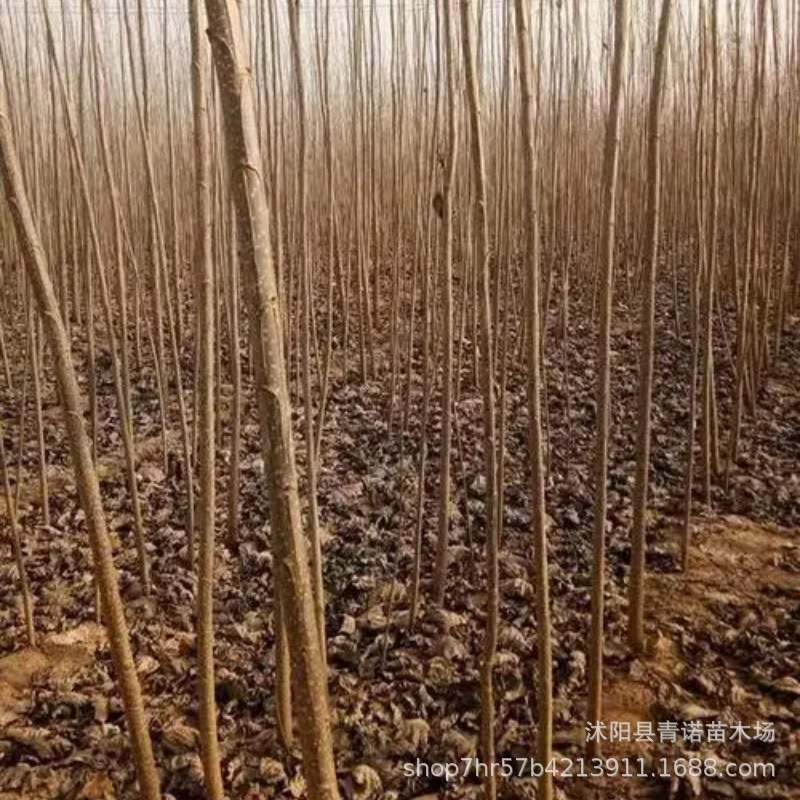 荒山造林意杨小苗 白杨树树苗 速生杨107树苗 无絮杨品种规格齐全