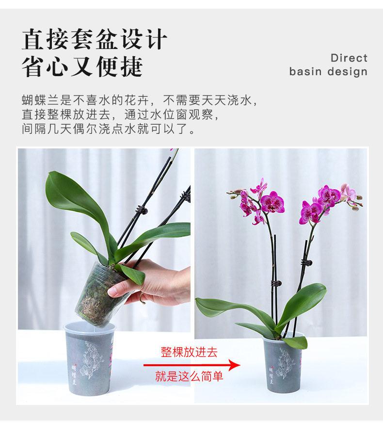 B03文创蝴蝶兰花盆系列_13.jpg