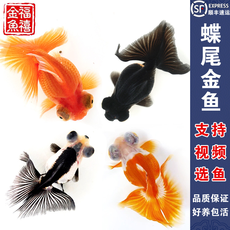 蝶尾金鱼活体观赏鱼活体宠物冷水鱼红白珍珠淡水鱼兰寿虎头 包活
