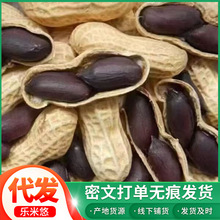 批发26年新货带壳黑花生云南特产富硒带壳黑紫花生营养丰富代发
