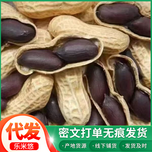 批发26年新货带壳黑花生云南特产富硒带壳黑紫花生营养丰富代发