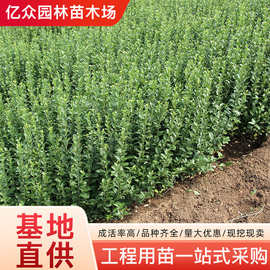 卫矛苗工程绿化围墙篱笆植物四季常青耐寒庭院绿篱树苗大叶冬青苗