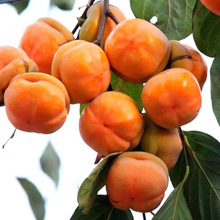 ���������޽ӹ������ϱ����Nֲ���Ի����������Ә��箔��Y��