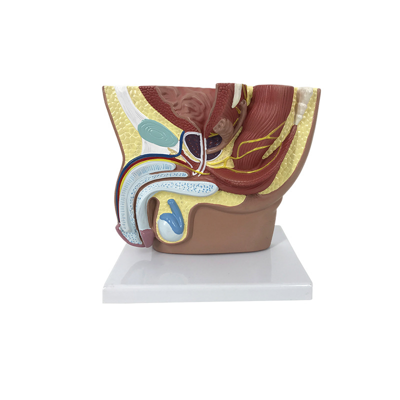 U053 male pelvic sagittal cutting model