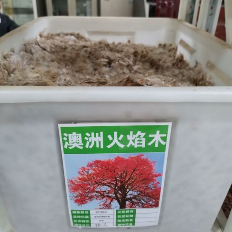 批发林木花卉种子火焰木种子火焰树种子苞萼木澳洲火焰木树木种子