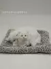 Mother and son pure white cat squat + gray plush pad