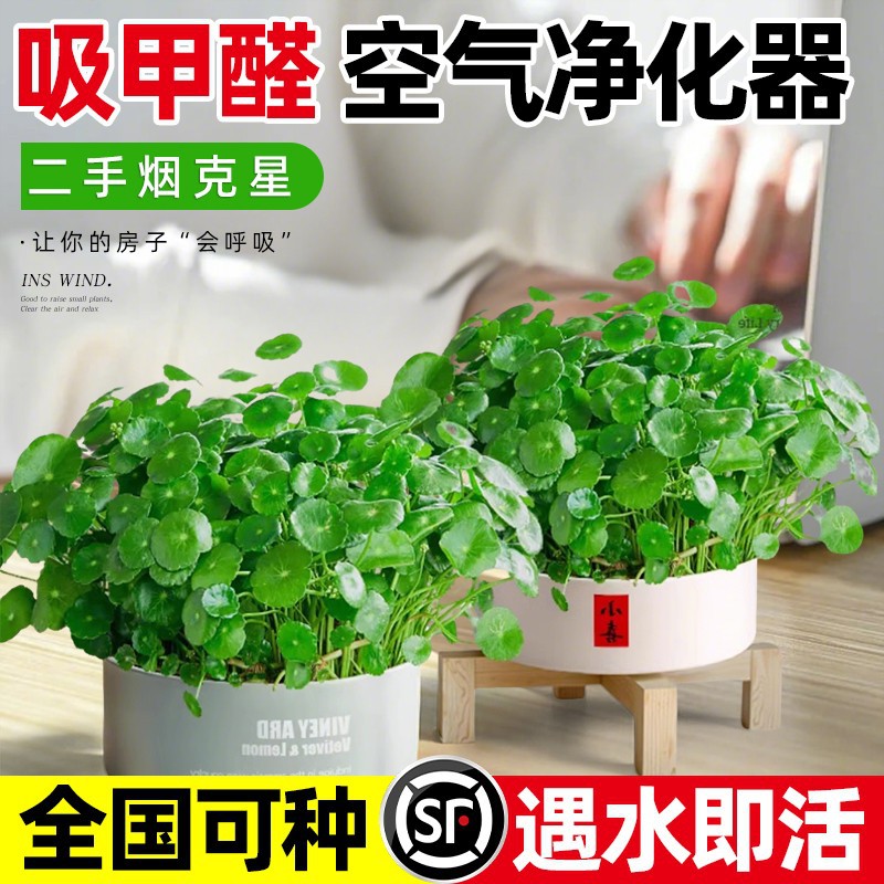 铜钱草水培植物室内好养盆栽净化空气绿植花卉新手易养活花苗盆栽