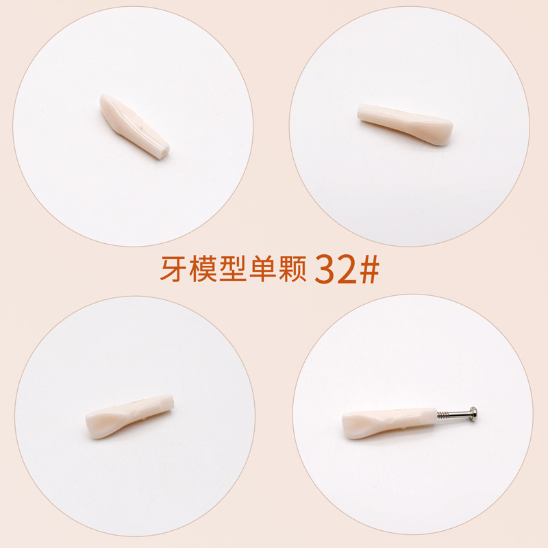 Práctica dental resina de partículas dentales dispersa simulación de partículas dentales de resina dientes aislados dientes enteros 28 / 32 partículas dentales