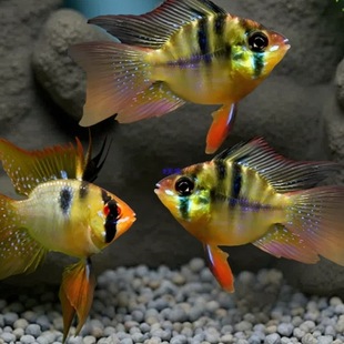 ���m�P�����~�{���Ӱ����_�������ӟᎧ�^�p�~С���~���w�����~