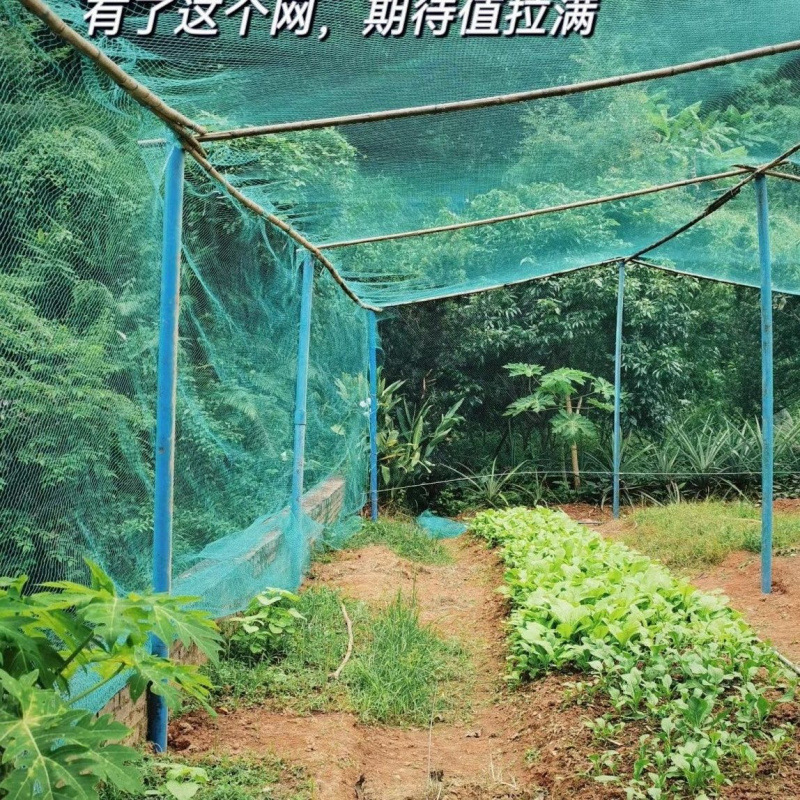 防鸟网果园围网大棚通风养殖围栏网葡萄草莓防护网天网鱼塘养结实