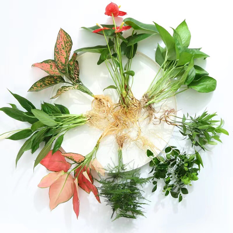 Water-Grown Green Plants for Indoor Cultivation, Potted Fresh Flowers, Money Tree, Lucky Bamboo, Peace Lily, Hydroponic Bare Root