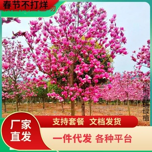 һ�����l���m���������ͥԺ�t�S�������m����V���m����G����ľ