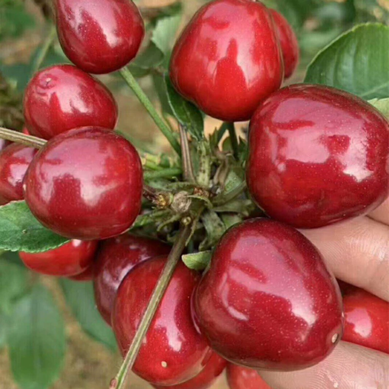 Чили Саженцы вишни Крупные Саженцы вишни Сантина Различные сорта Саженцы вишни Плодовые деревья