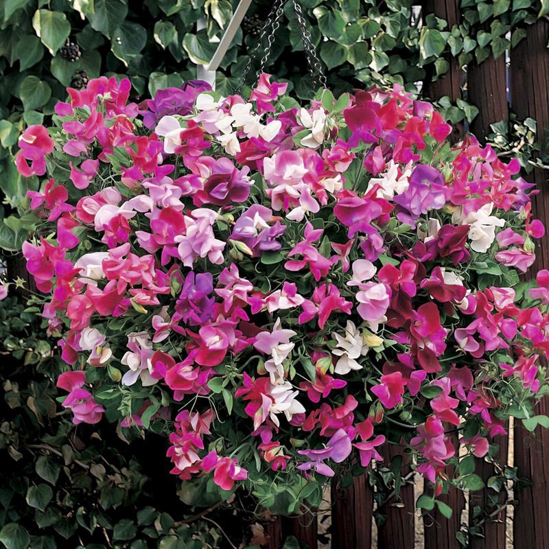 Semillas de flores, semillas de flores.