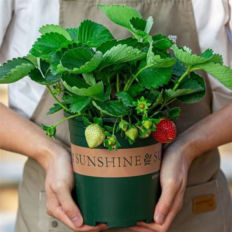 Four-Season Strawberry Seedlings Potted Plants Are Easy to Grow, Red and Creamy White Strawberry Seedlings with Soil in Tray, Fruit Seedlings, Large Angel Seedlings for Both Northern and Southern Regions