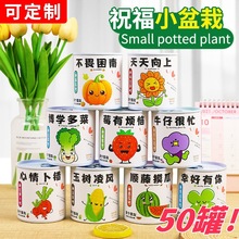 罐头种植小盆栽儿童节伴手礼物幼儿园分享全班学生实用创意奖励