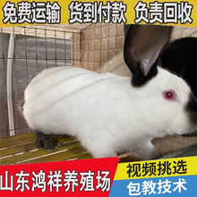 大型肉兔种苗基地低价促销1-2带的八点黑兔苗科学养殖伊拉兔种苗