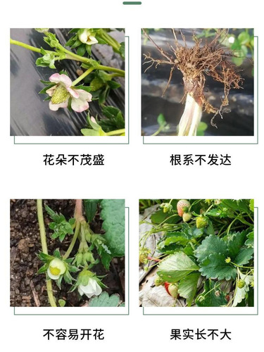 Special Wholesale Strawberry Fertilizer for Promoting Flowering, Fruiting, and Rooting, Potted Organic Balanced Fertilizer, Calcium Compound Fertilizer